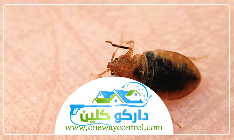 شركة مكافحة بق الفراش بمكة: دليلك الشامل للحماية من الإصابة