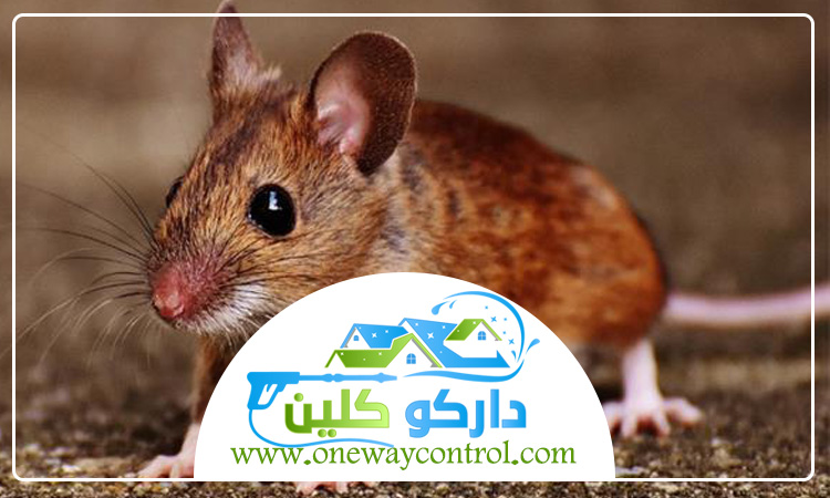 شركة مكافحة الفئران بمكة 0541554993