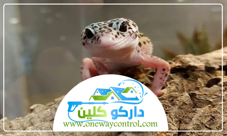 شركة مكافحه الوزغ بمكة 0541554993