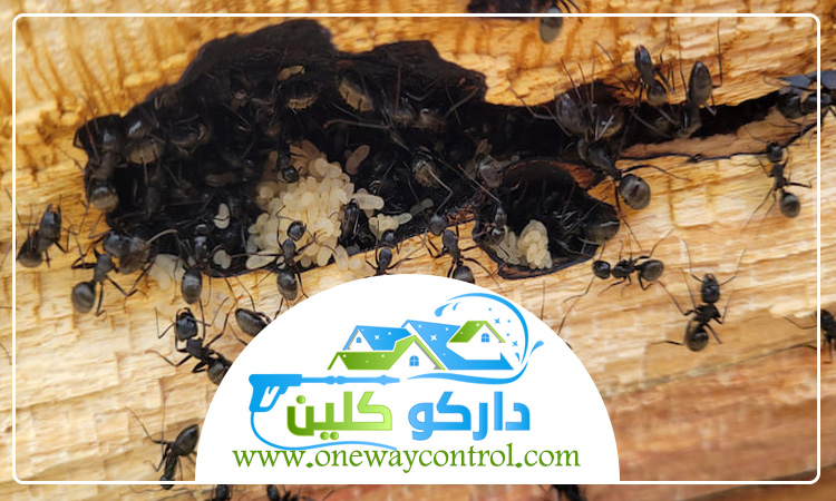 شركة مكافحة الربية بالباحة