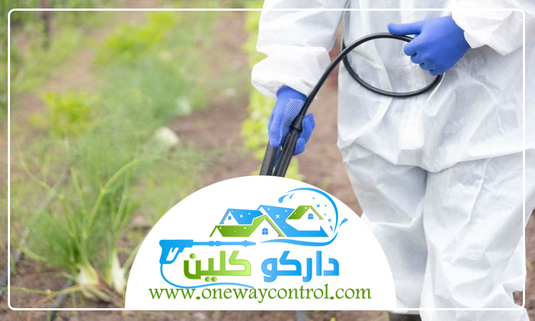 شركة مكافحة العتة بمكة 4 شركة مكافحة العتة بمكة