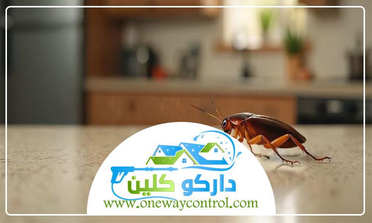 كيفية القضاء على الصراصير الصغيرة 4 كيفية القضاء على الصراصير الصغيرة