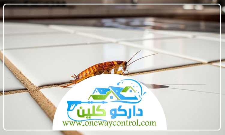 طريقة التخلص من الصراصير الصغيرة في المطبخ 5 طريقة التخلص من الصراصير الصغيرة في المطبخ