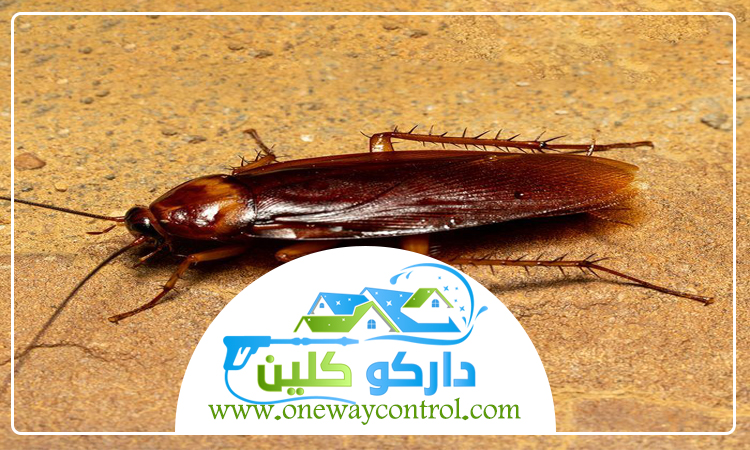 طريقة التخلص من الصراصير الصغيرة في المطبخ 4 طريقة التخلص من الصراصير الصغيرة في المطبخ