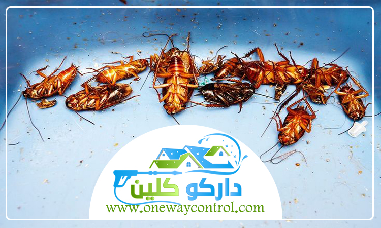 شركة مكافحة الصراصير بمكة 5 شركة مكافحة الصراصير بمكة