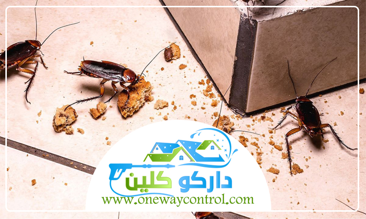 شركة مكافحة صراصير بالطائف 21 شركة مكافحة صراصير