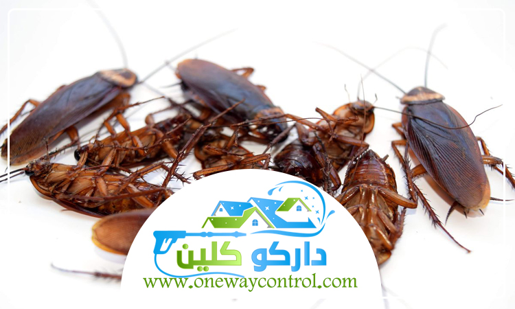 كيفية ابادة الصراصير من المنزل 5 كيفية ابادة الصراصير من المنزل