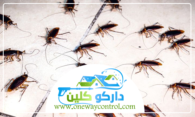 طريقة التخلص من الصراصير الصغيرة في المطبخ 11 طريقة التخلص من الصراصير الصغيرة في المطبخ