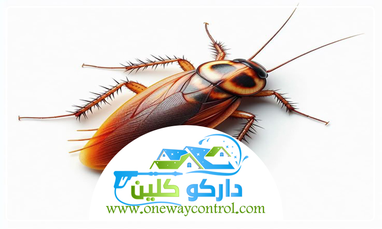 شركة مكافحة صراصير بالطائف 5 شركة مكافحة صراصير بالطائف