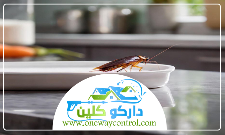 شركة مكافحة صراصير بعسفان 17 شركة مكافحة صراصير