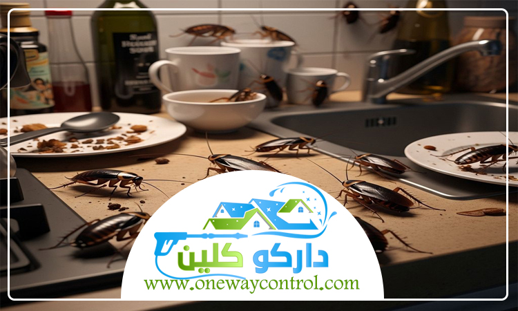 شركة مكافحة صراصير بخليص 5 شركة مكافحة صراصير بخليص