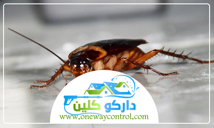 شركة مكافحة صراصير بخليص 9 شركة مكافحة صراصير