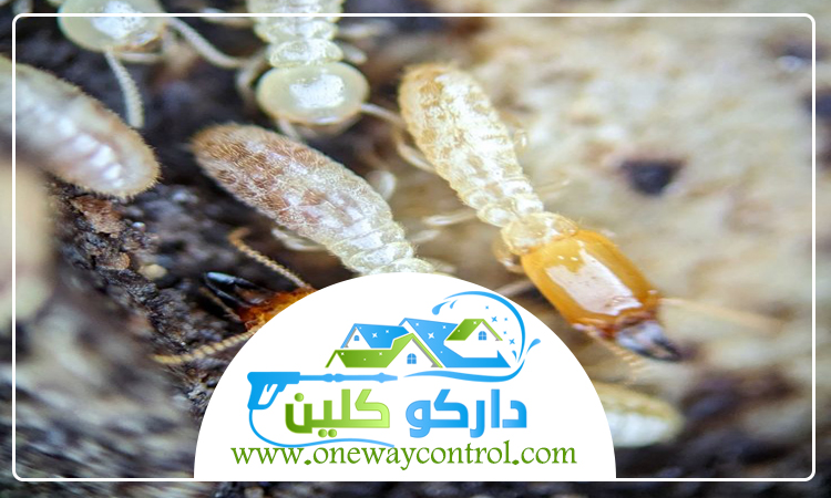 شركة مكافحة النمل الابيض بجدة 4 شركة مكافحة النمل الابيض بجدة