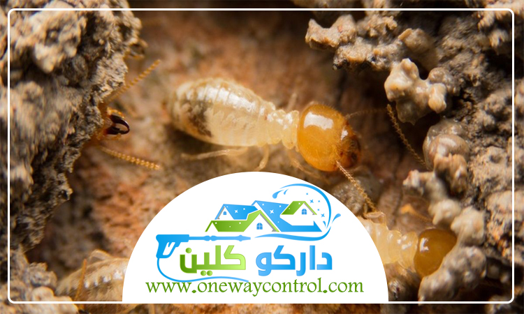 شركة مكافحة النمل الابيض بجدة 5 شركة مكافحة النمل الابيض بجدة