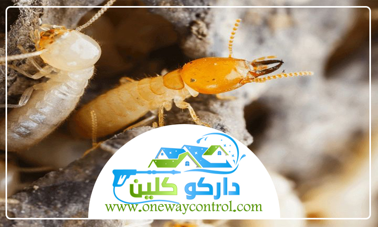 شركة مكافحة النمل الابيض بجدة 10 شركة مكافحة النمل الابيض