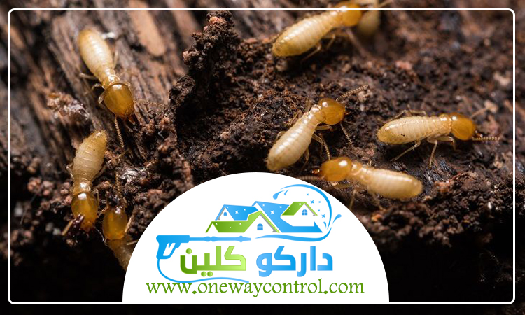 شركة مكافحة النمل الابيض بعسفان 5 شركة مكافحة النمل الابيض بعسفان