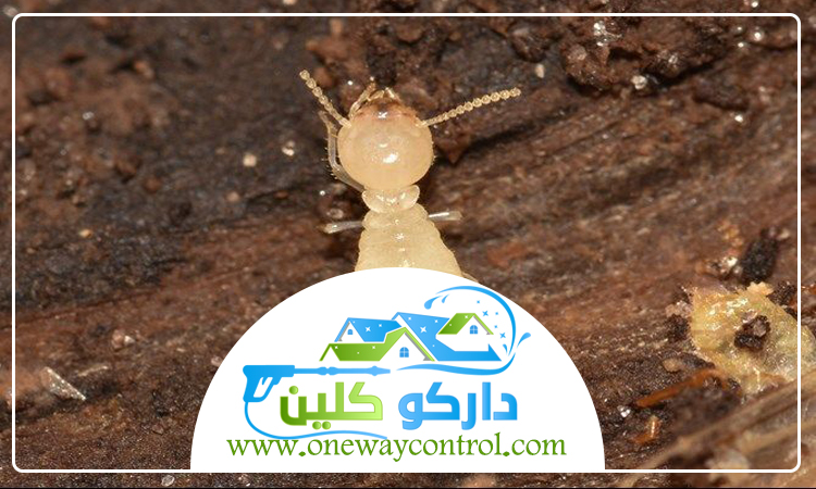 شركة مكافحة النمل الابيض بعسفان 4 شركة مكافحة النمل الابيض بعسفان