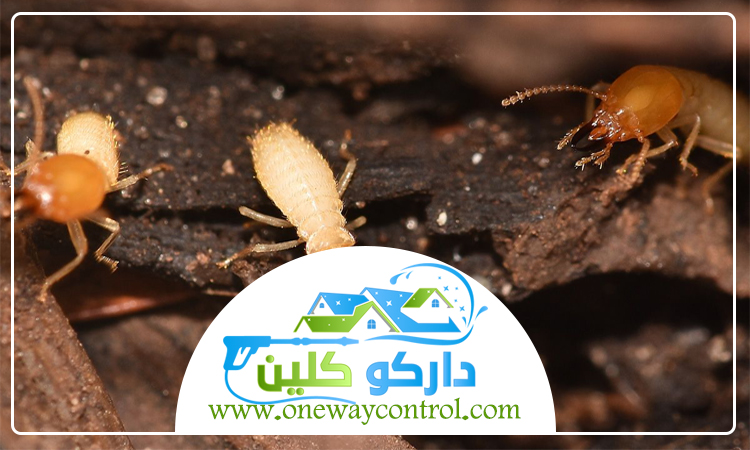 شركة مكافحة النمل الابيض برابغ 5 شركة مكافحة النمل الابيض برابغ