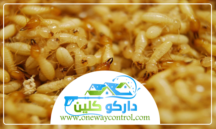 شركة مكافحة النمل الابيض