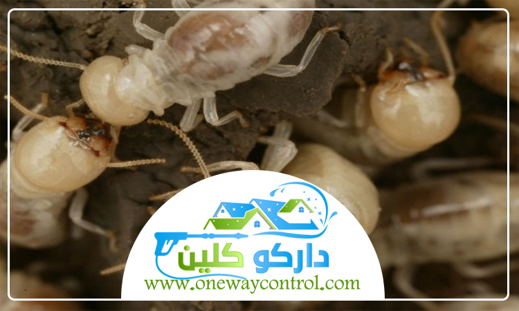 شركة مكافحة النمل الابيض برابغ 4 شركة مكافحة النمل الابيض برابغ