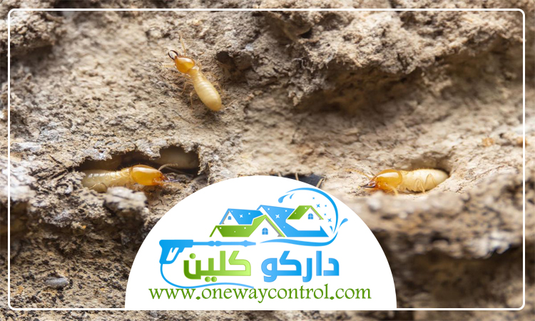 شركة مكافحة النمل الابيض برابغ 53 شركة مكافحة النمل الابيض