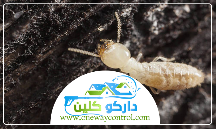 شركة مكافحة الارضة بعسفان 5 شركة مكافحة الارضة بعسفان