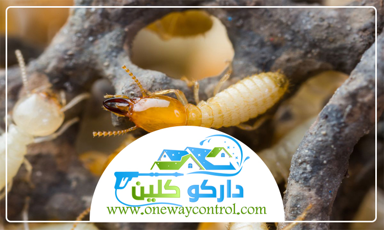 شركة مكافحة الارضة بعسفان 4 شركة مكافحة الارضة بعسفان