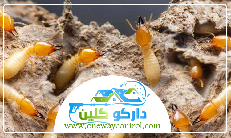 شركة مكافحة الارضة بمكة 3 شركة مكافحة الارضة بمكة