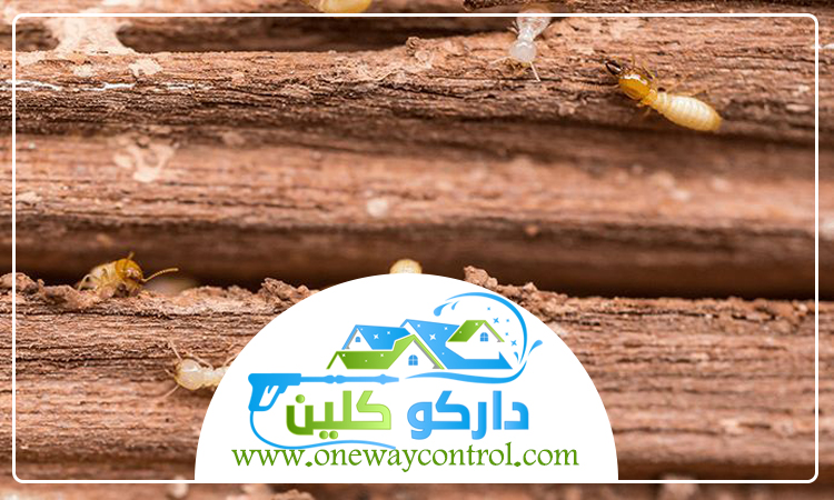 شركة مكافحة الارضة بمكة 4 شركة مكافحة الارضة بمكة