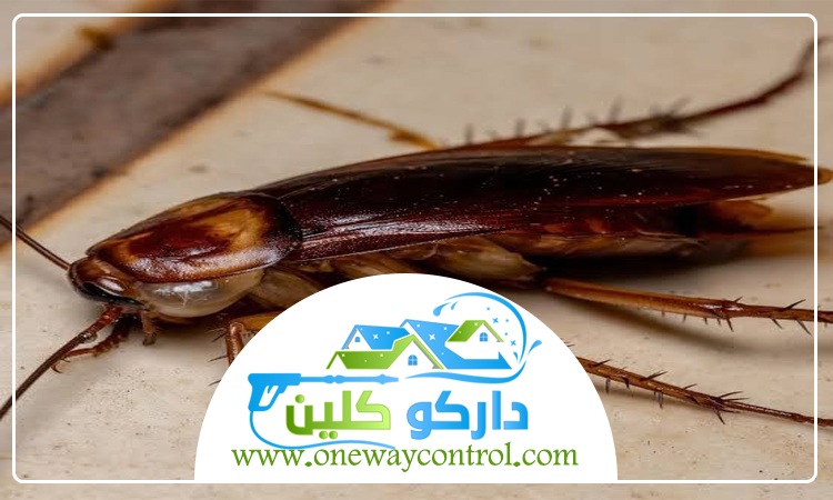 كيفية ابادة الصراصير من المنزل 7 كيفية ابادة الصراصير من المنزل