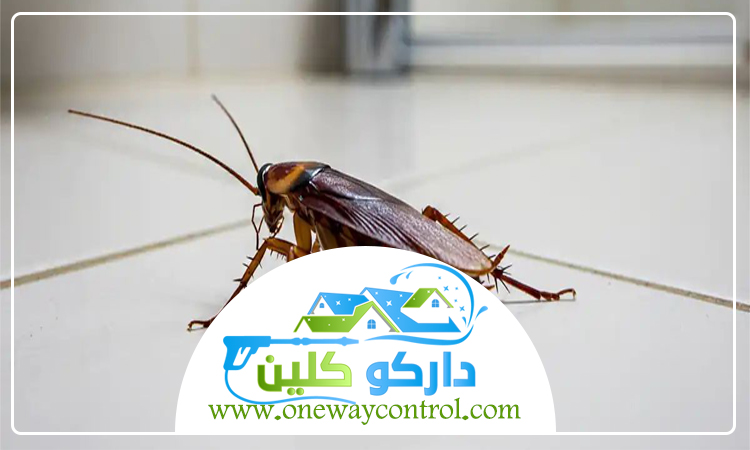 كيفية القضاء على الصراصير 15 كيفية القضاء على الصراصير