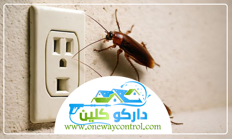 كيفية القضاء على الصراصير الصغيرة 5 كيفية القضاء على الصراصير الصغيرة