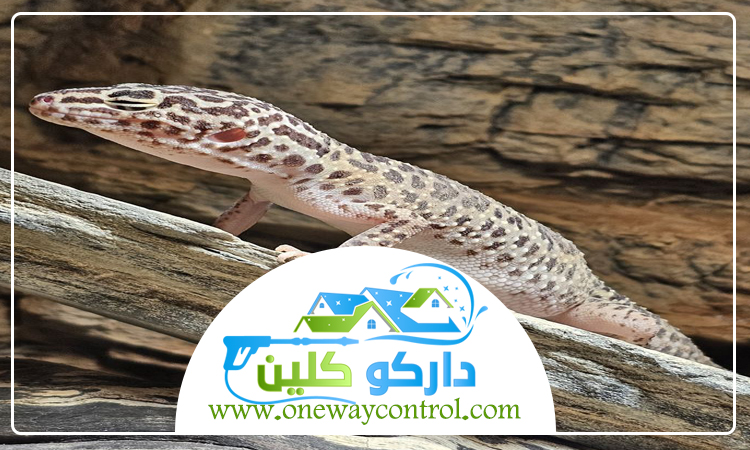 شركة مكافحة الوزغ بالمدينة المنورة 13 شركة مكافحة الوزغ بالمدينة