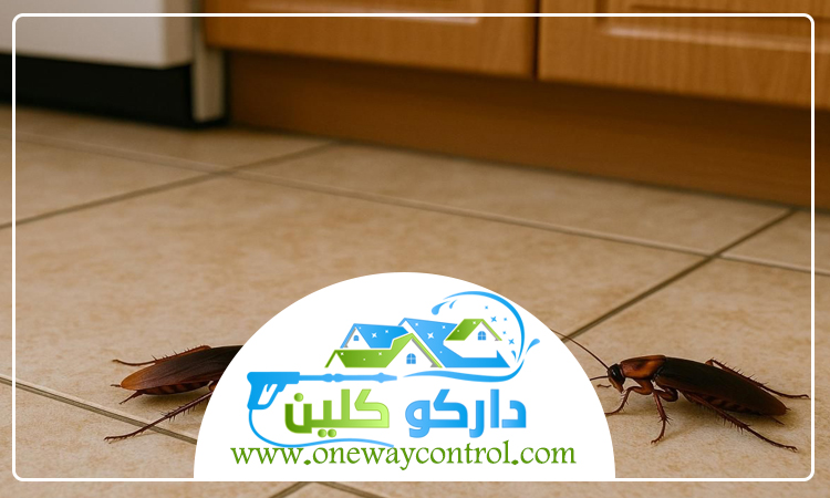 شركة مكافحة صراصير بالليث 4 شركة مكافحة صراصير بالليث