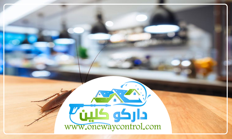 شركة مكافحة صراصير بالليث 3 شركة مكافحة صراصير بالليث