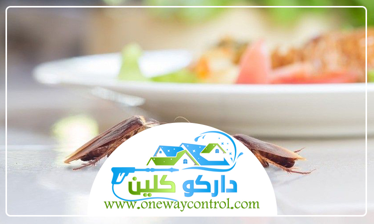 شركة مكافحة الصراصير بجدة 5 شركة مكافحة الصراصير بجدة