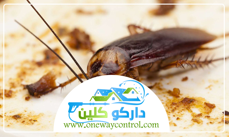 شركة مكافحة الصراصير بجدة 4 شركة مكافحة الصراصير بجدة