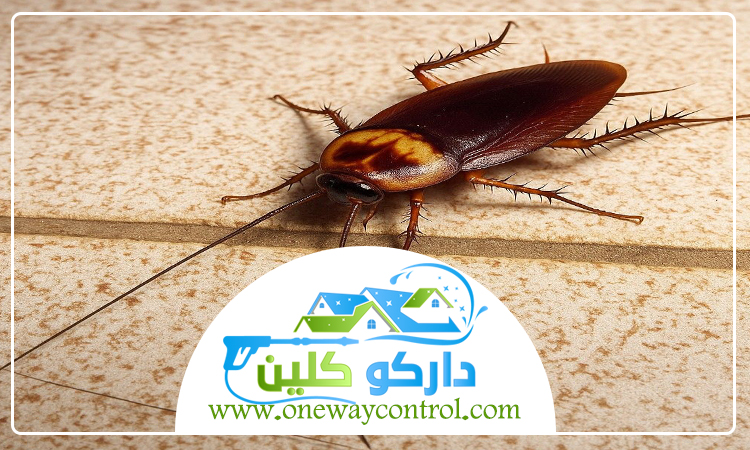 شركة مكافحة الصراصير بجدة 29 شركة مكافحة الصراصير بجدة