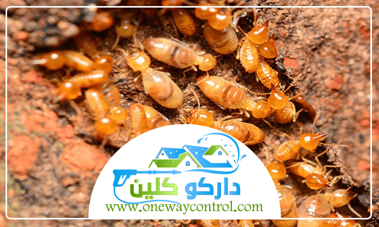 شركة مكافحة النمل الابيض بالمدينة المنورة 3 شركة مكافحة النمل الابيض بالمدينة المنورة