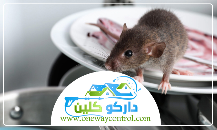 شركة مكافحة الفئران بالمدينة
