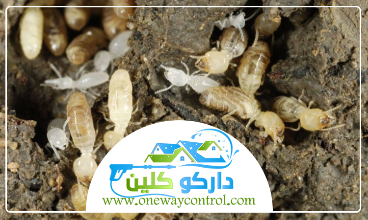 شركة مكافحة النمل الابيض بالمدينة المنورة 5 شركة مكافحة النمل الابيض بالمدينة المنورة