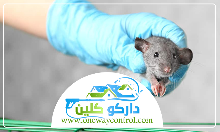 مكافحة الفئران