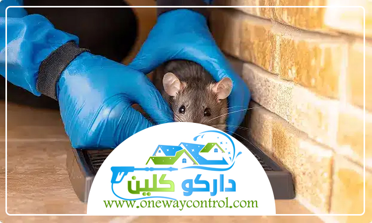 شركة مكافحة الفئران بالمدينة