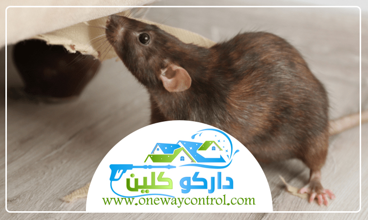 شركة مكافحة الفئران بالمدينة