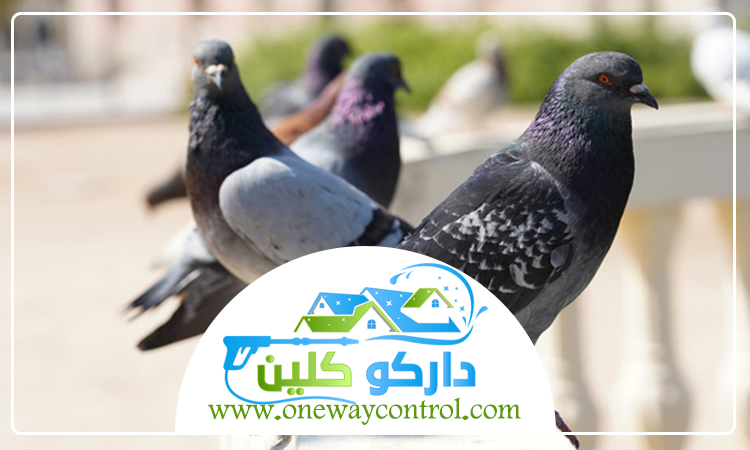 مكافحة الحمام