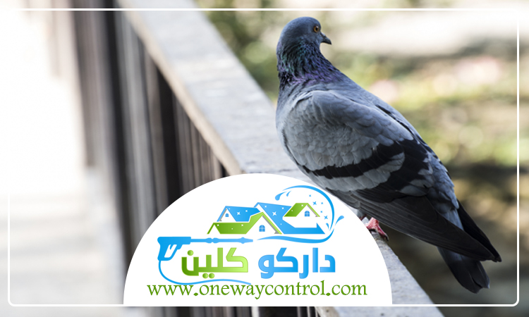 شركة مكافحة الحمام بالمدينة