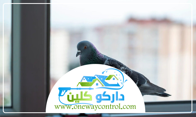 شركة مكافحة الحمام بالمدينة