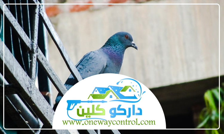 شركة مكافحة الحمام بالمدينة