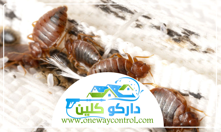 مكافحة بق الفراش