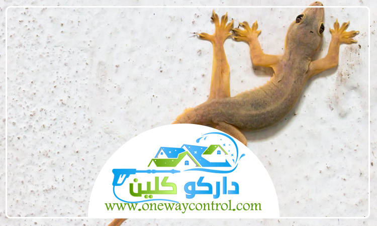 شركة مكافحة الوزغ بالمدينة